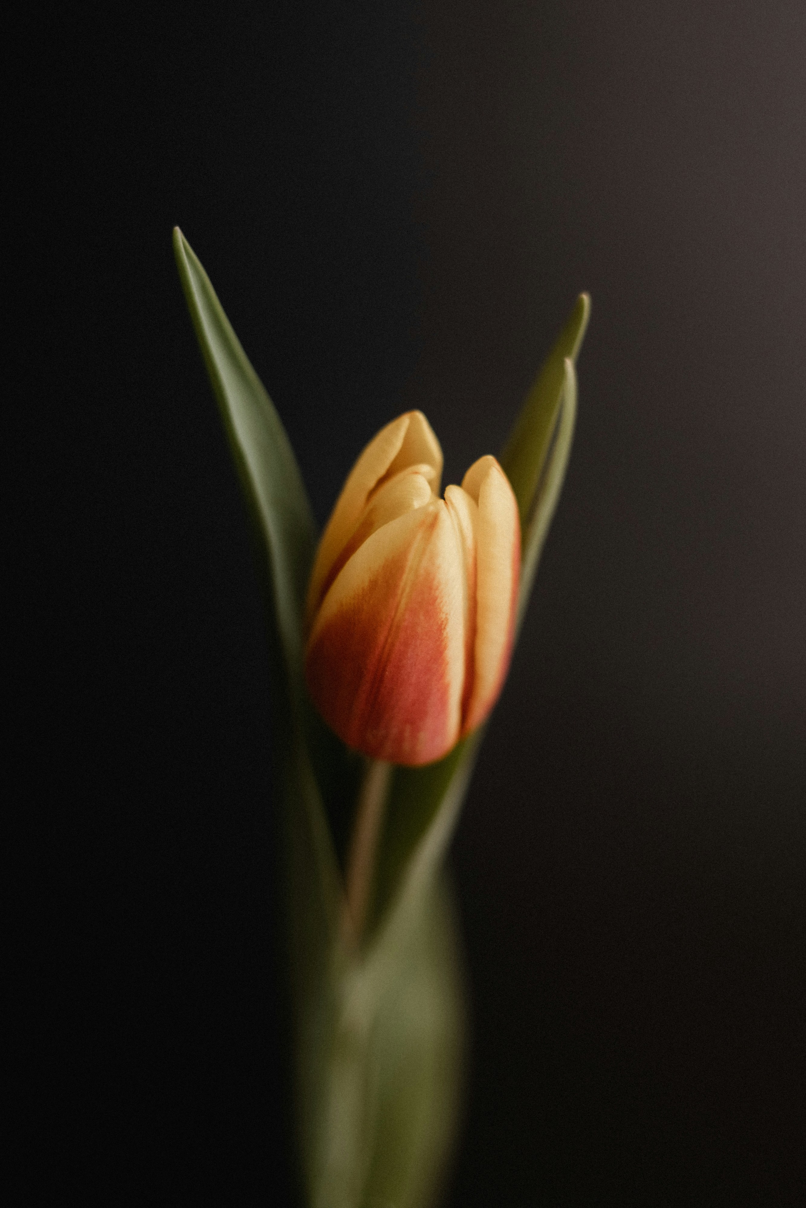Cinematic tulip on dark background